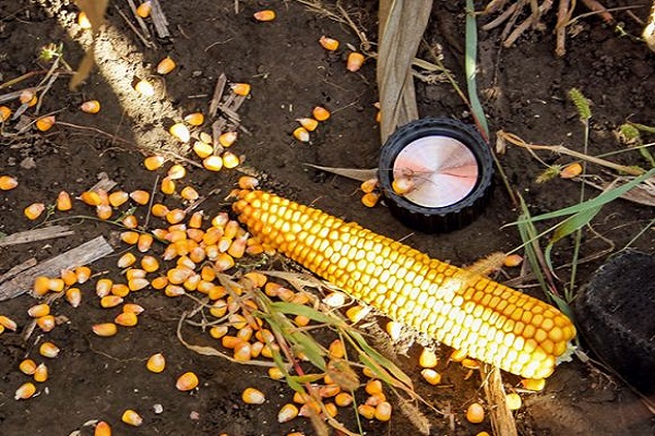 Як вибрати сорт і виростити кукурудзу на дачній ділянці у відкритому грунті?