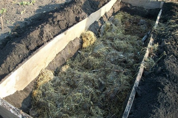 Як вирощувати дині в Сибіру в відкритому грунті та теплицях?