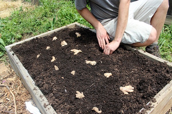 Як вирощувати і доглядати за імбиром на дачі у відкритому грунті і коли збирати врожай