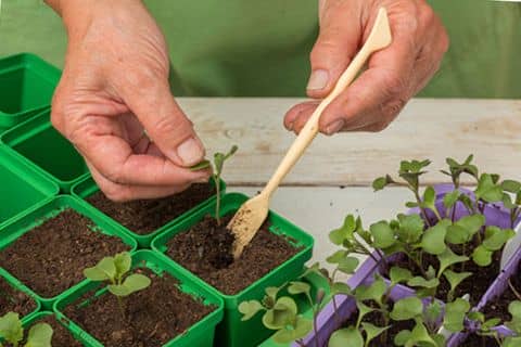 Як вирощувати і доглядати за капустою в відкритому грунті та теплицях