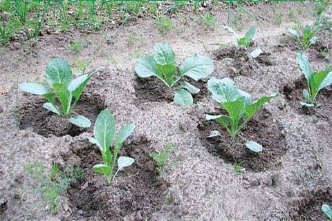 Як вирощувати і доглядати за капустою в відкритому грунті та теплицях