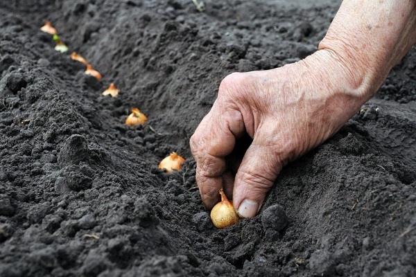 Як вирощувати і доглядати за цибулею у відкритому грунті, щоб отримати хороший урожай?