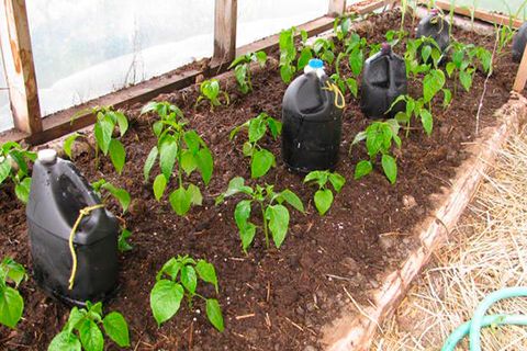 Як вирощувати і доглядати за перцями у теплиці від посадки до врожаю