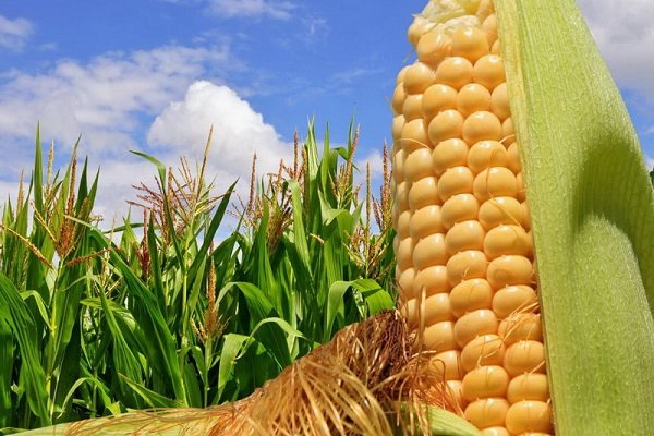 Яка середня врожайність може бути з 1 гектара кукурудзи?