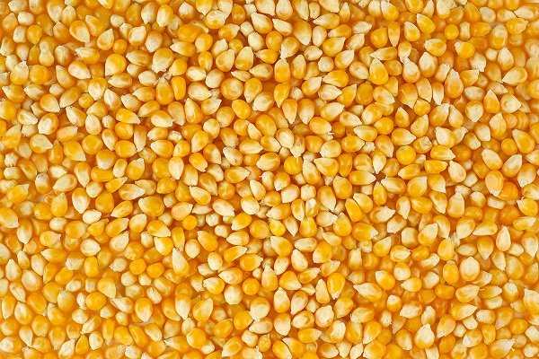 Яка середня врожайність може бути з 1 гектара кукурудзи?