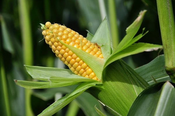 Якими добривами краще підгодувати або окропити кукурудзу?