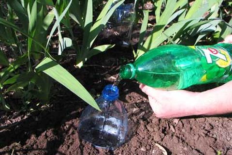 Крапельний полив для огірків з пластикових пляшок своїми руками