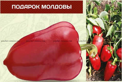 Характеристика і опис перців сорту Подарунок Молдови