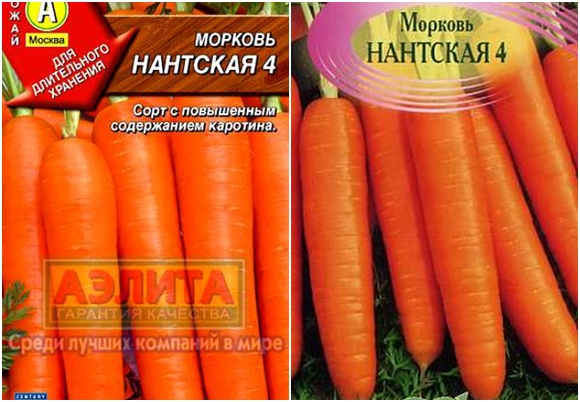 Характеристика та опис сорту моркви Нантська, терміни дозрівання і вирощування
