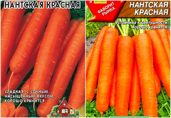 Характеристика та опис сорту моркви Нантська, терміни дозрівання і вирощування