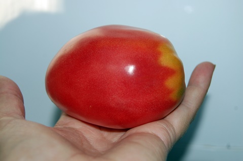 Характеристика і опис сорти томата Бабушкіна гордість, його врожайність