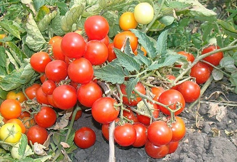 Характеристика і опис сорти томата Бабушкіна гордість, його врожайність
