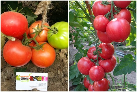 Характеристика і опис сорти томата Пінк Клер, його врожайність