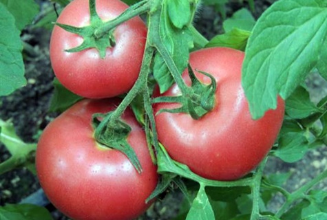 Характеристика і опис сорти томата Пінк Клер, його врожайність