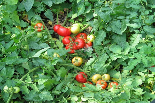 Характеристика і опис сорти томата Святковий