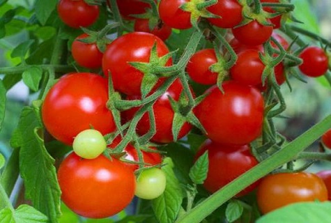 Характеристика і опис сорти томата Солодкий поцілунок, його врожайність