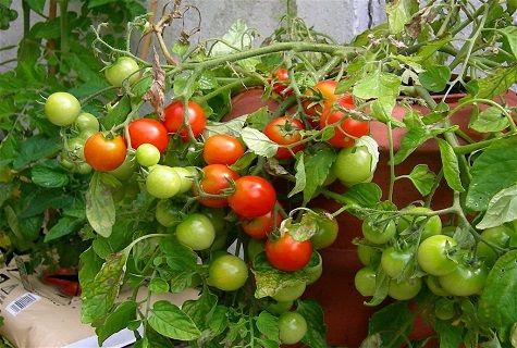 Характеристика і опис сорти томата Солодкий поцілунок, його врожайність