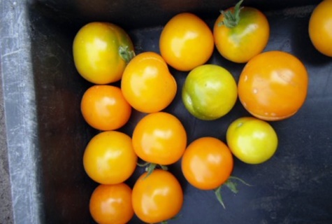 Характеристика і опис сорти томата Солодкий пончик, його врожайність
