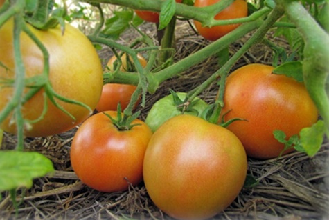 Характеристика і опис сорти томата Солодкий пончик, його врожайність