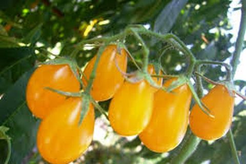 Характеристика і опис сорти томата Солодке диво, його врожайність