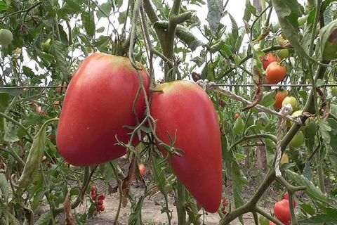 Характеристика і опис сорти томата Солодке диво, його врожайність