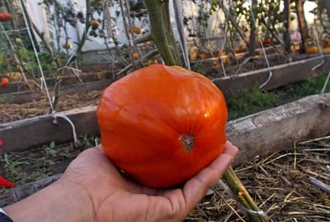 Характеристики і опис сорти томата Рим, його врожайність