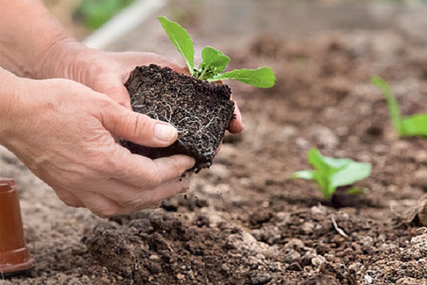 Коли і як садити пекінську капусту у відкритий грунт