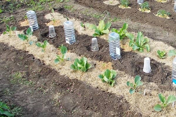 Коли і як садити пекінську капусту у відкритий грунт