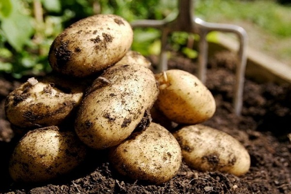 Коли можна копати молоду картоплю після цвітіння?