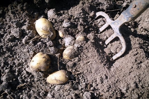 Коли можна копати молоду картоплю після цвітіння?