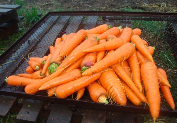 Коли правильно садити моркву під зиму для зберігання