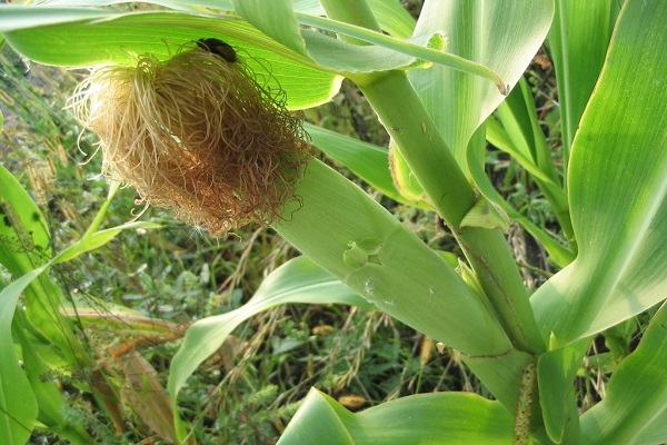 Лікувальні властивості і протипоказання кукурудзяних рилець, їх застосування