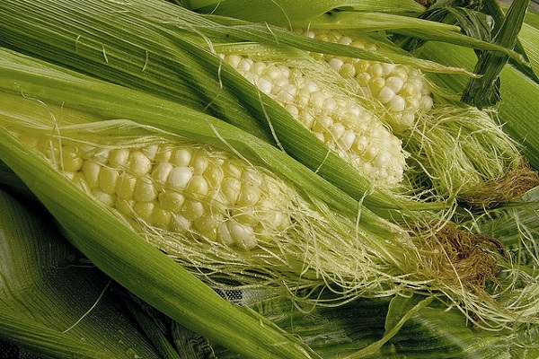 Лікувальні властивості і протипоказання кукурудзяних рилець, їх застосування