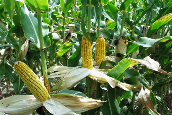 Кращі попередники кукурудзи в сівозміні, що можна садити після
