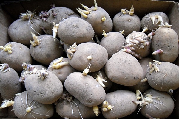 Кращі ранні і ультраранние сорти картоплі для посадки в Білорусі та їх опис
