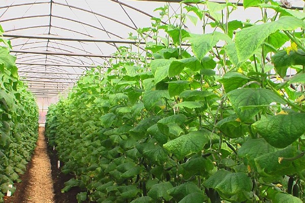 Кращі сорти, правила висаджування і вирощування огірків у відкритому грунті в Сибіру