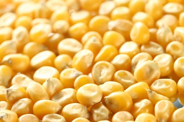 Кращі сорти фуражної кормової кукурудзи, як відрізнити від харчової