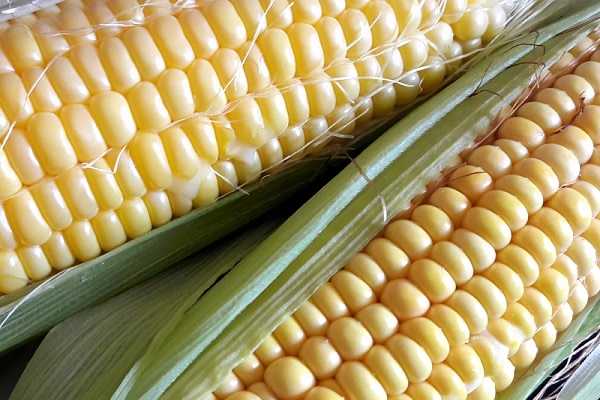 Кращі сорти фуражної кормової кукурудзи, як відрізнити від харчової