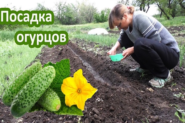 Кращі сорти огірків для відкритого грунту Уралу і правила вирощування