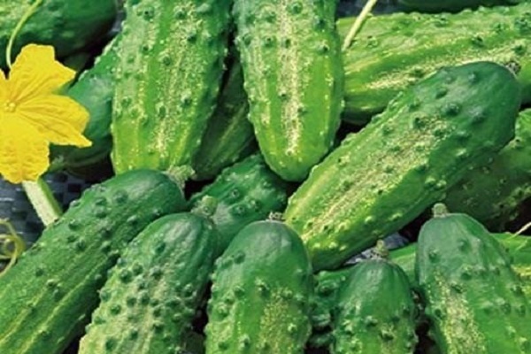 Кращі сорти пучкових огірків для відкритого грунту і теплиць, і їх вирощування