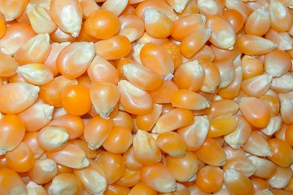 Кращі сорти насіння кукурудзи, як їх збирати і правильно зберігати