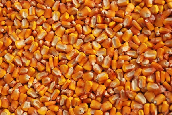 Кращі сорти насіння кукурудзи, як їх збирати і правильно зберігати