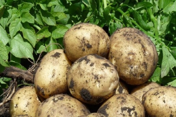 Мінеральні добрива, суперфосфати і народні засоби для позакореневого підживлення картоплі