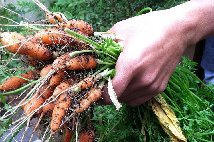 Чи можна в липні посадити моркву і як у таких умовах доглядати за городом
