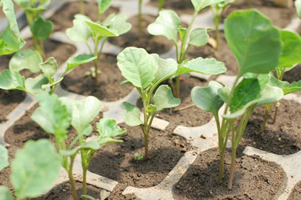 Назви кращих насіння капусти брокколі з описом