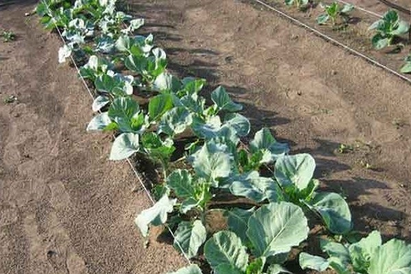 Назви кращих насіння капусти брокколі з описом