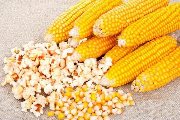 Назви сортів кукурудзи для попкорну, їх вирощування та зберігання