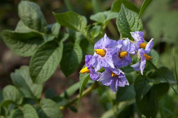 Чи потрібно під час цвітіння обривати квіти у картоплі для збільшення врожайності?