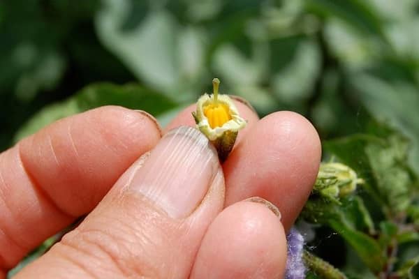 Чи потрібно під час цвітіння обривати квіти у картоплі для збільшення врожайності?