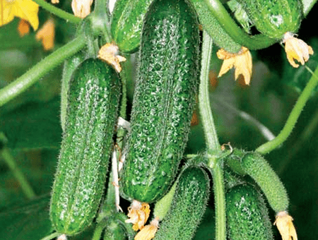 Огляд кращих самоопыляемых сортів огірків для теплиць і відкритого грунту